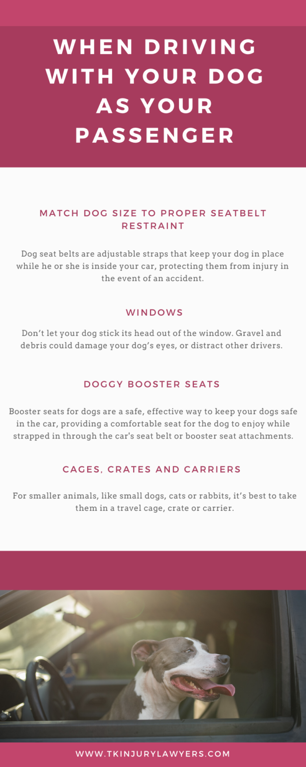 Infographic driving with pets